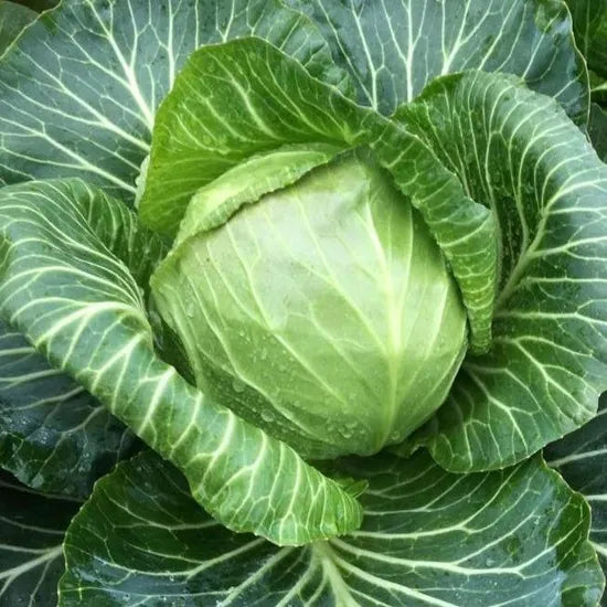 Quality Mid Maturity Cabbage For Sustainable Farming – Heirloom, Non-GMO, High Germination Organic Garden Seeds