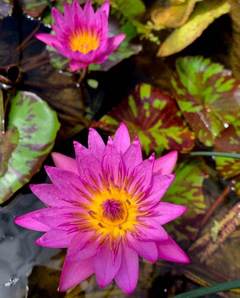 Nymphaea Queen Of Siam