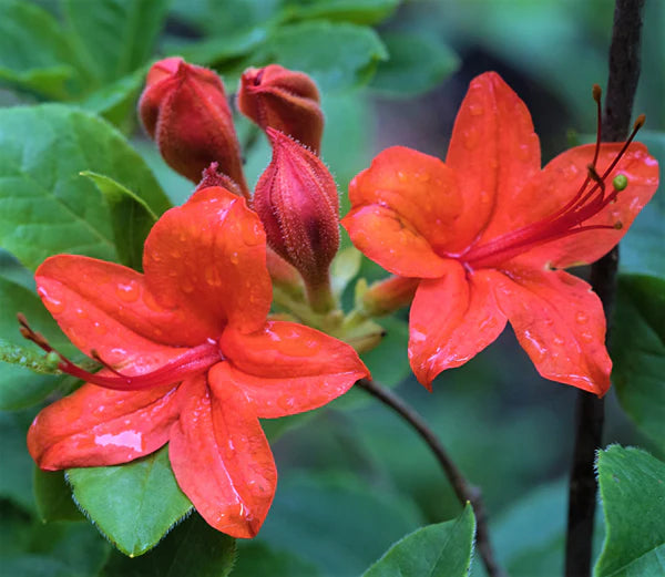 Cumberland Rhododendron Beautiful Flower Seeds for Gardening your Back Yard Space