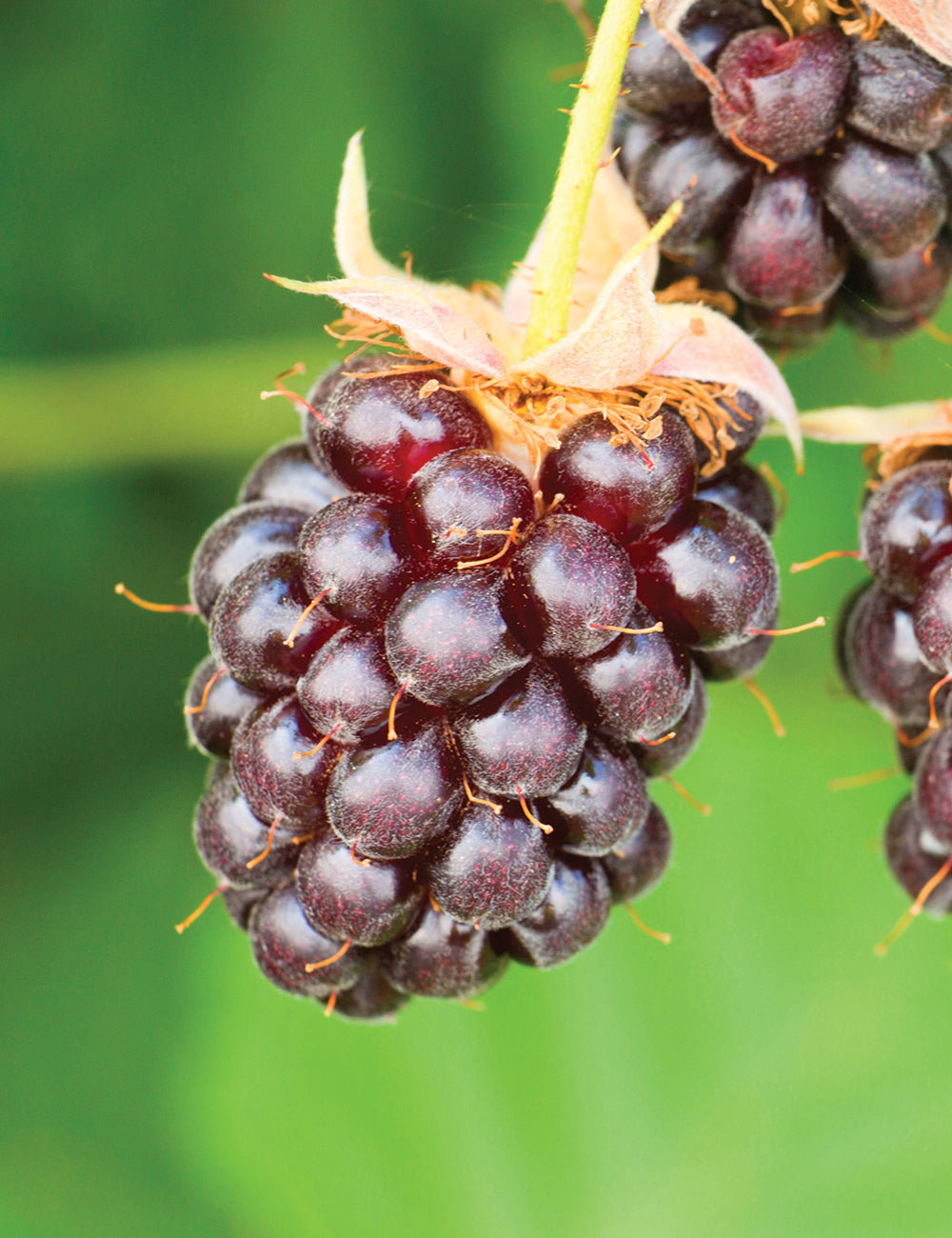 Boysenberry Seeds (Rubus ursinus × Rubus idaeus)