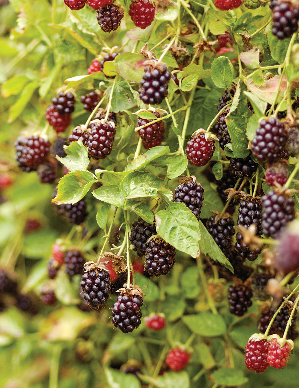 Youngberry Plants (Rubus L. hybrid / Common Name: Youngberry)