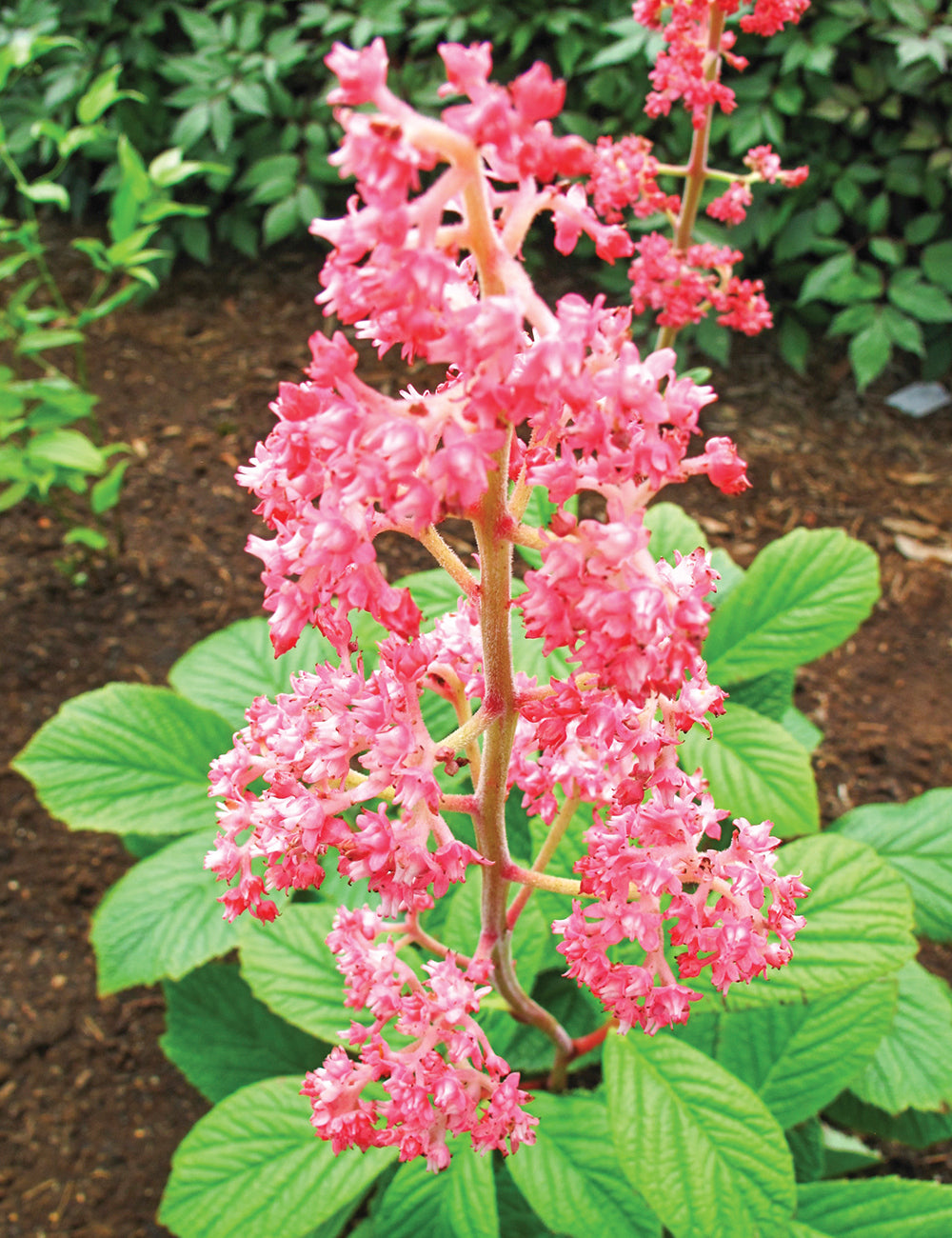 Heirloom Non-GMO Brown Rodgersia Henrici Flower Seeds – Ornamental Shade Garden Seeds