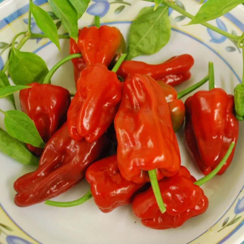 Red De Padron Seeds for Planting