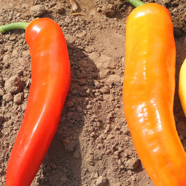Sweet Sunset Hybrid Pepper Seeds | Multicolor Long Sweet Peppers – Heirloom, Non-GMO, High Germination Organic Garden Seeds
