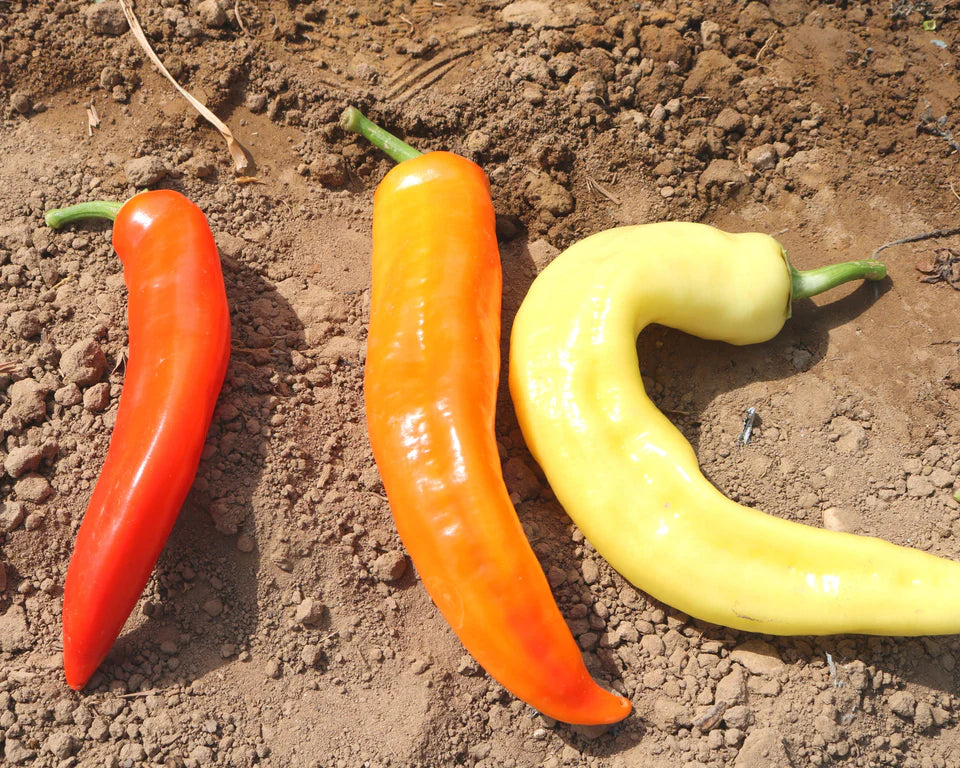 Sweet Sunset Pepper Seeds Heirloom Non-GMO High Germination Organic Garden Seeds