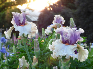 Restless Spirit Tall Bearded Iris