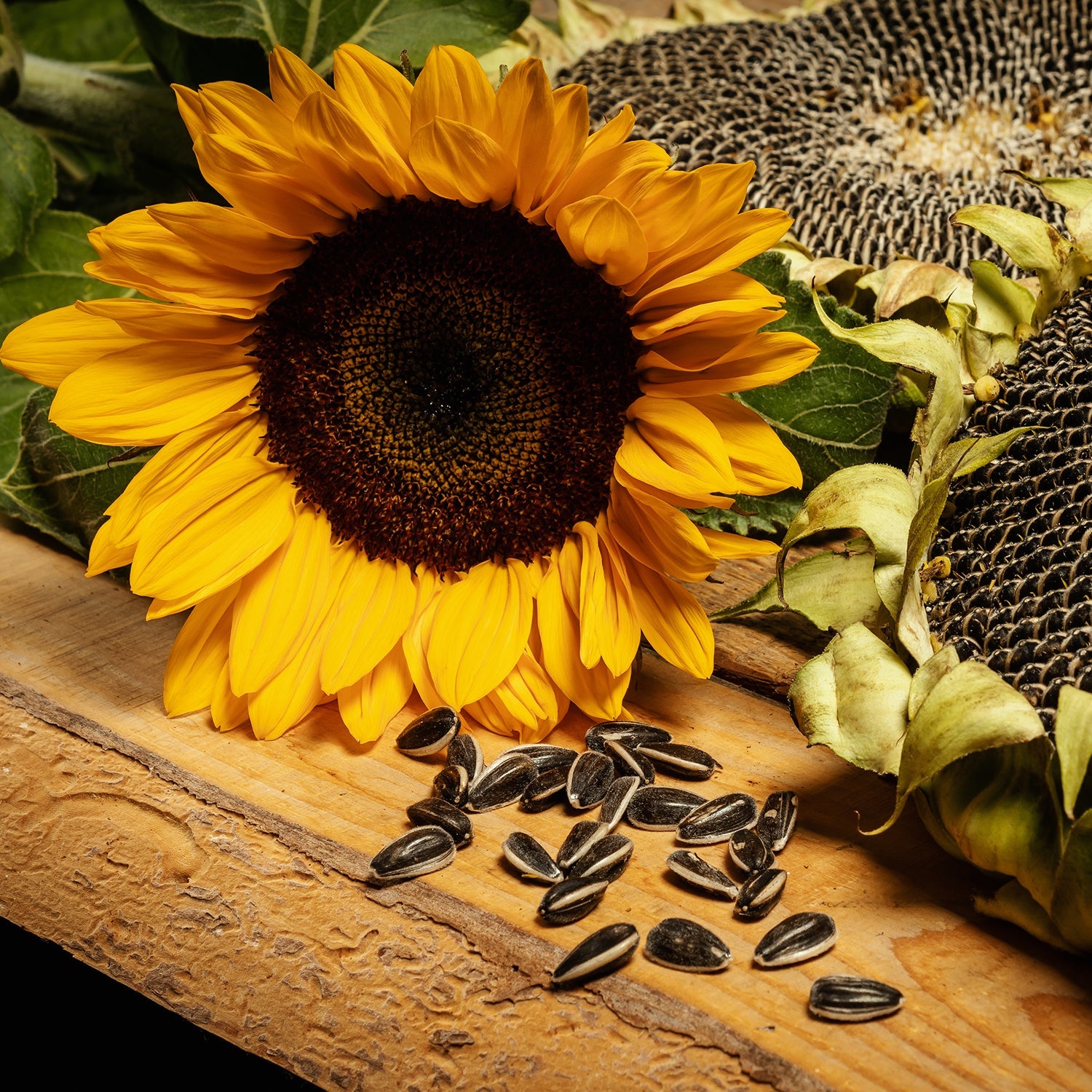 Sunflower Helianthus annuus Seeds for Planting in Garden