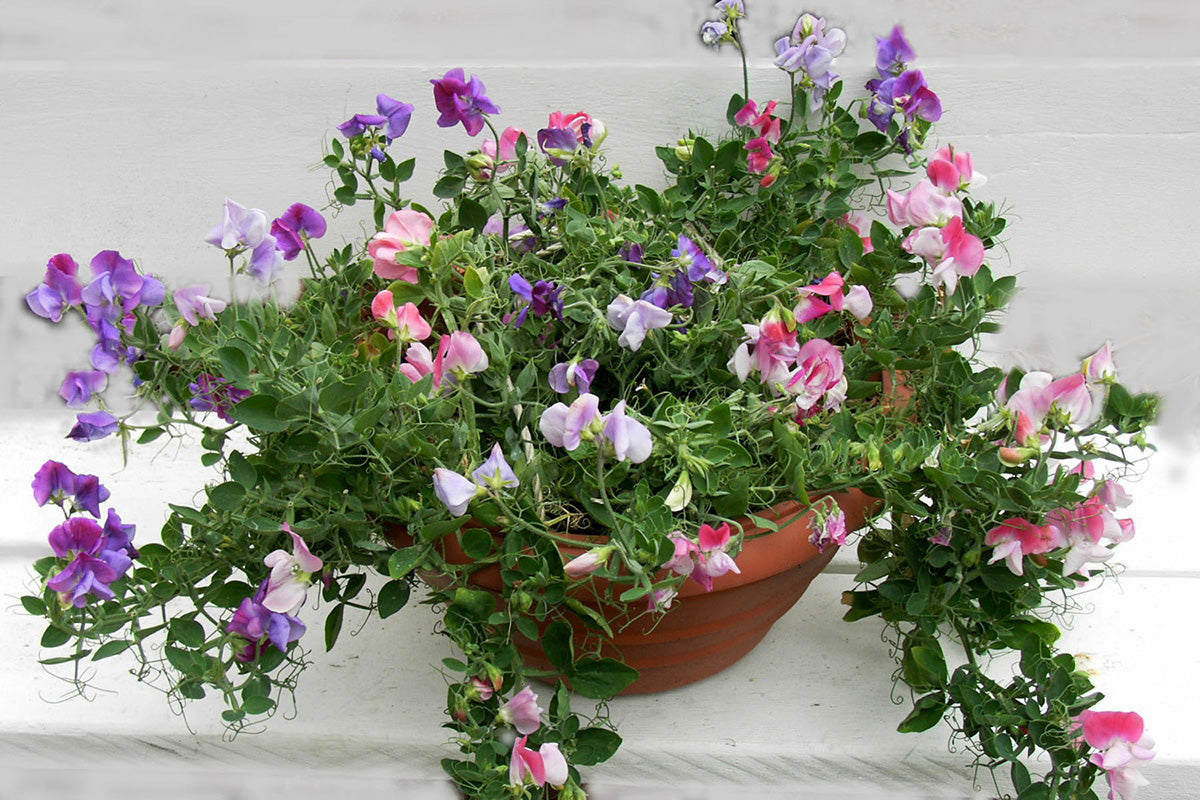 Sweet Pea Flower Lathyrus odoratus Seeds for Planting in garden or vertical trellis planters