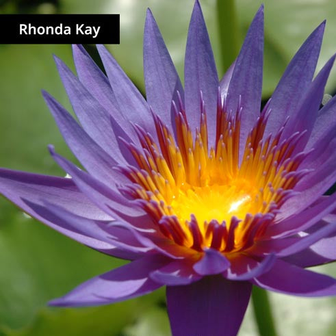 Nymphaea Rhonda kay