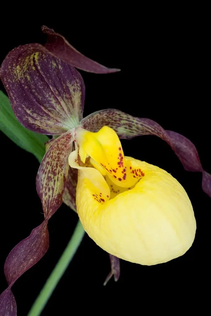 woodland-garden-organic-cypripedium-seeds

