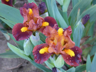 Roaring Fire Dwarf Iris