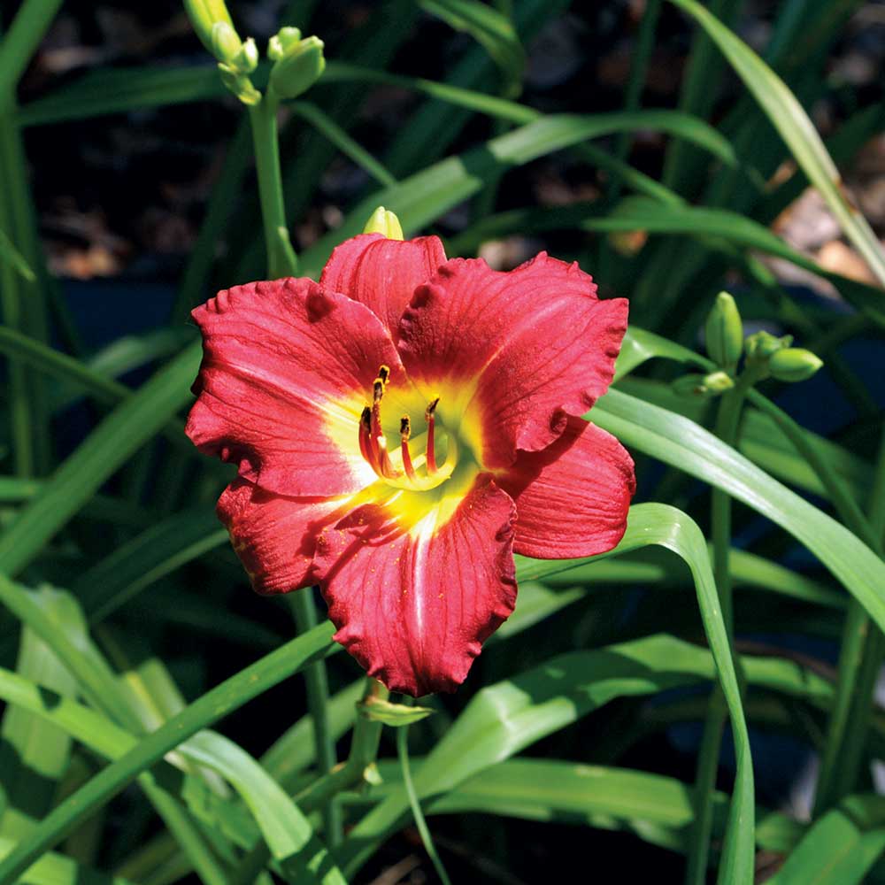 Ruby Stella Daylily