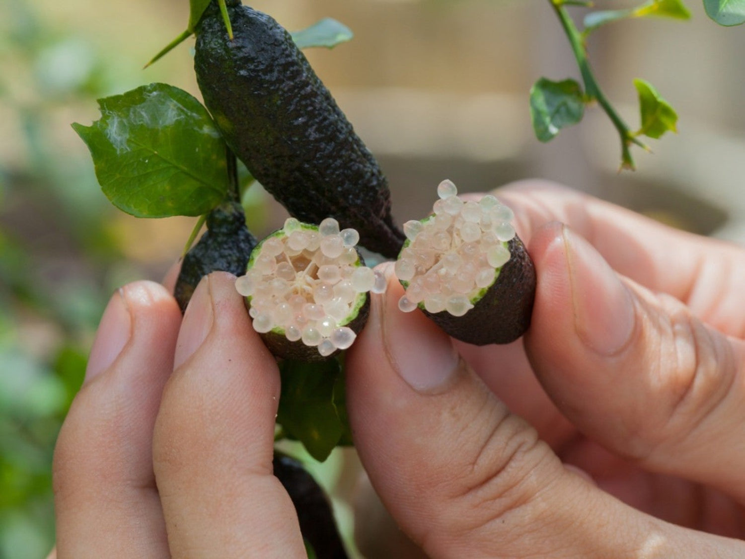 Finger Lime (Citrus australasica)