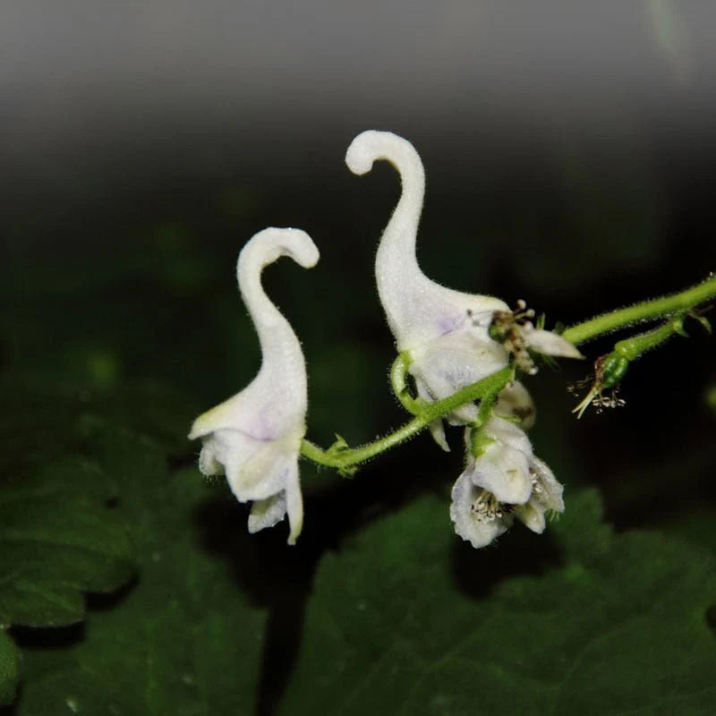 Swan Flower Aristolochia grandiflora Flower Seeds for decorative home garden planting