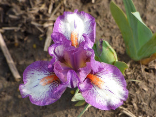 Rad Dwarf Iris