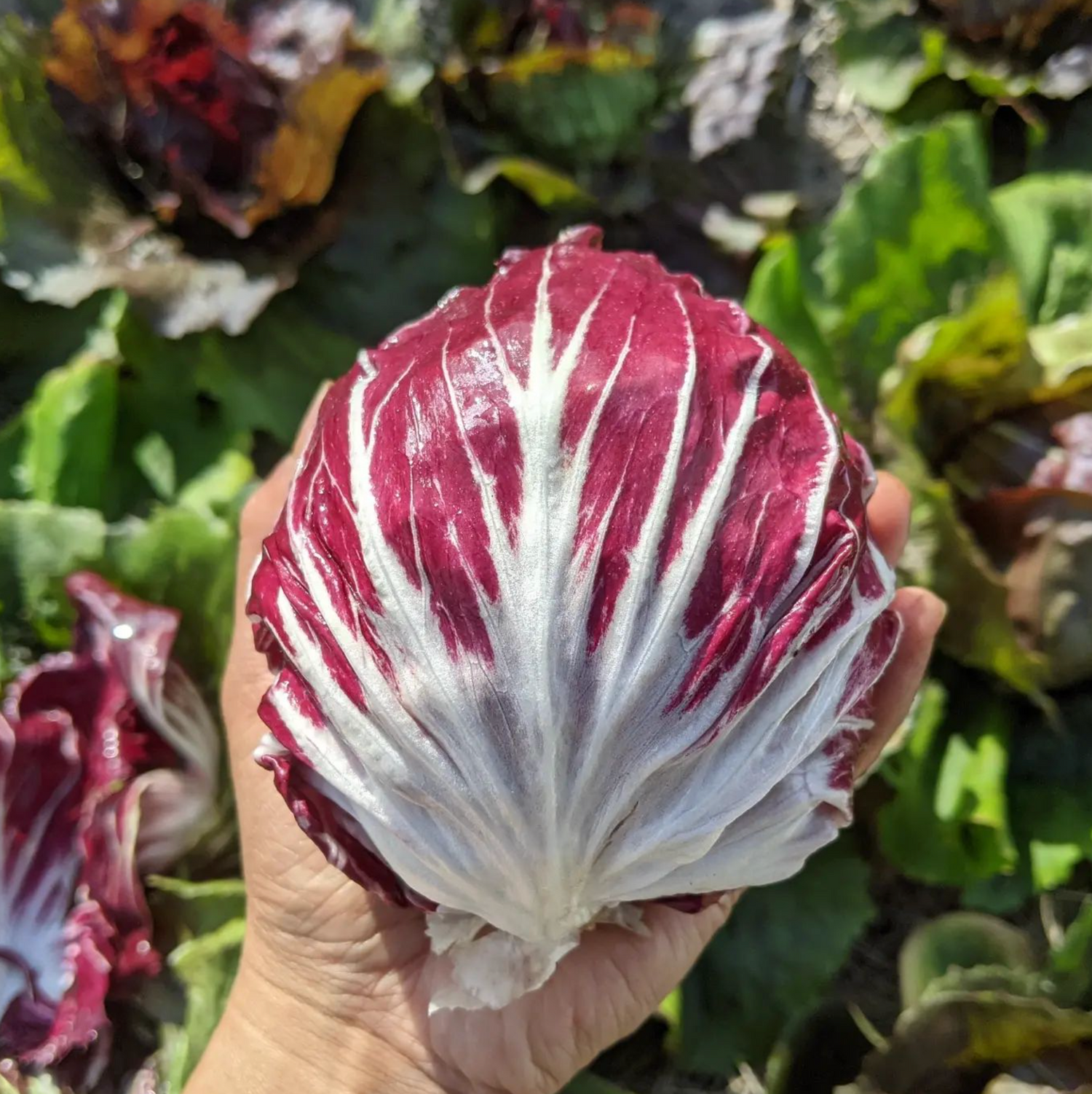 Radicchio Vegetable Seeds for Planting