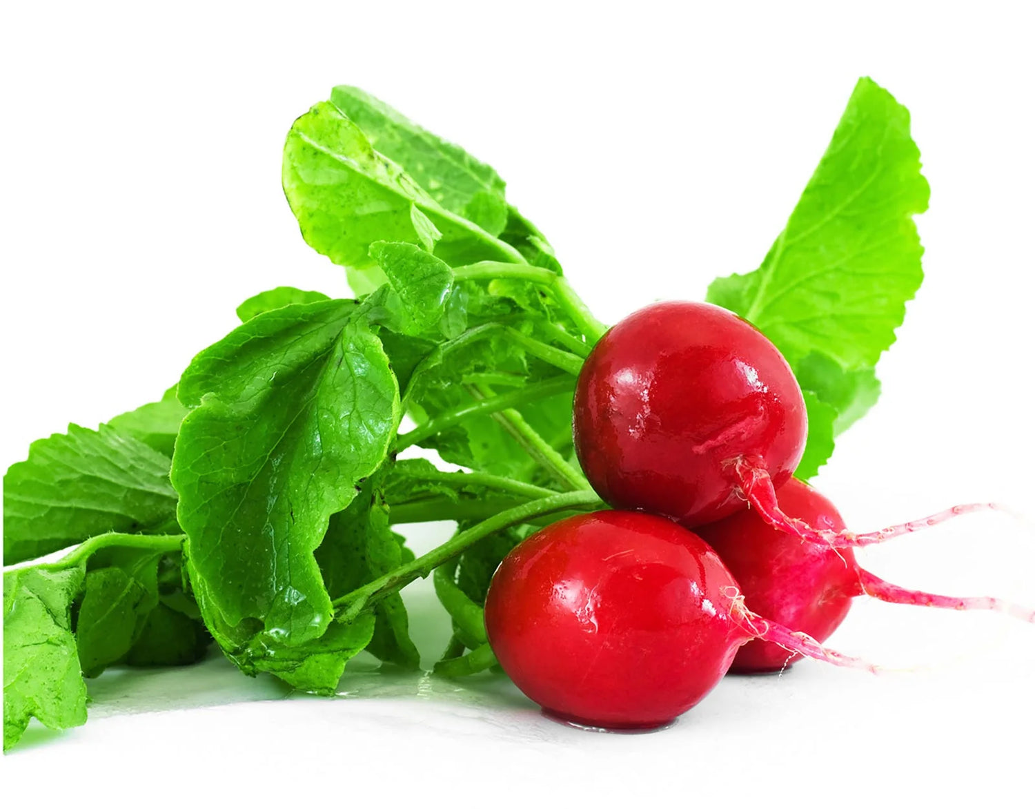 Red Radish Vegetable Seed for Planting Red heirloom & Non-GMO Seeds