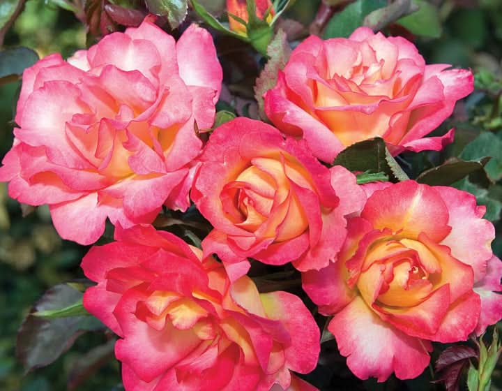 Sorbet Roses Floribunda (Pink, Light Orange), Flowering Seeds for Planting and Gardening