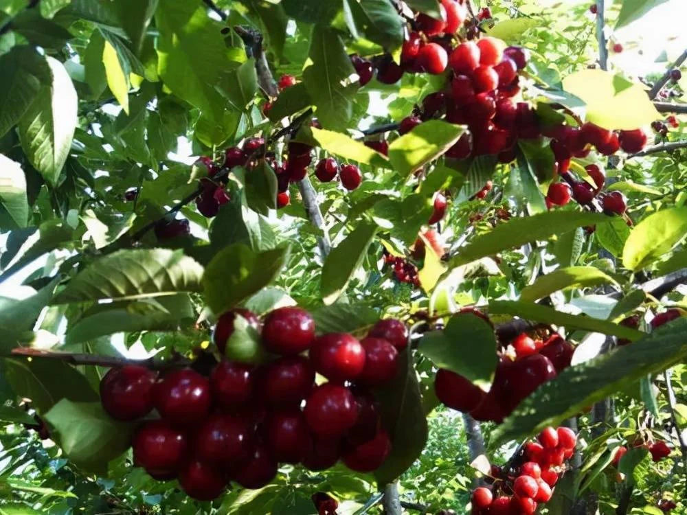 Rainier Cherry Fruit Seeds