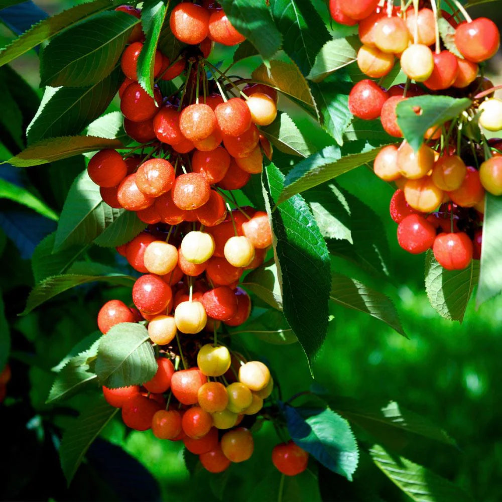 Rainier Cherry Fruit Seeds