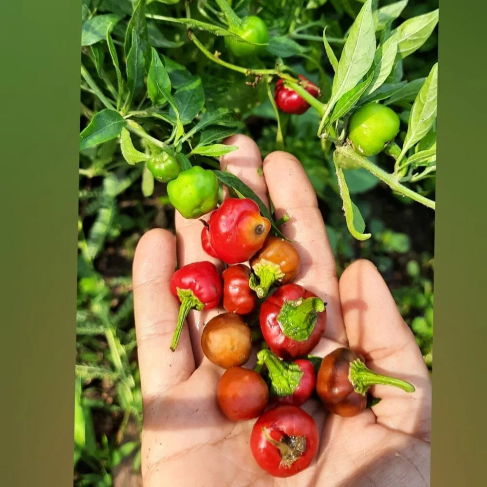 Ramnad Mundu Round Chilli Vegetable Seeds for Planting