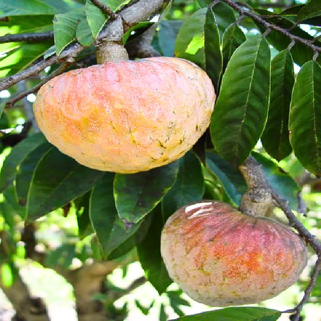 Annona Reticulata Fruit Seeds for Planting - Growing Delicious and Creamy Fruits, Ideal for Home Garden