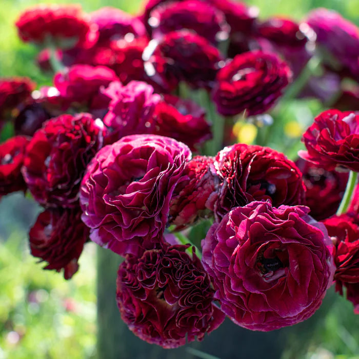 Ranunculus Seeds - Black