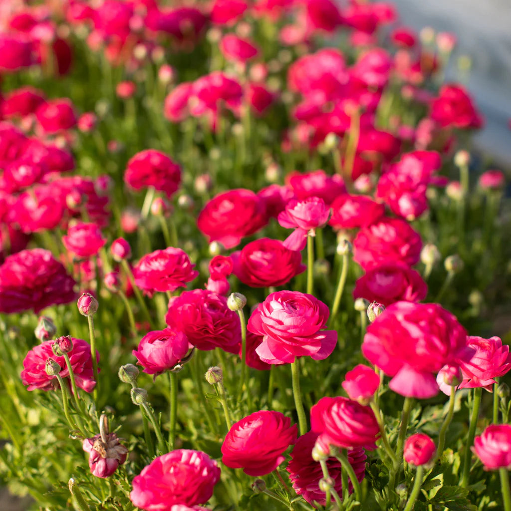 Ranunculus Seeds - Bonbon