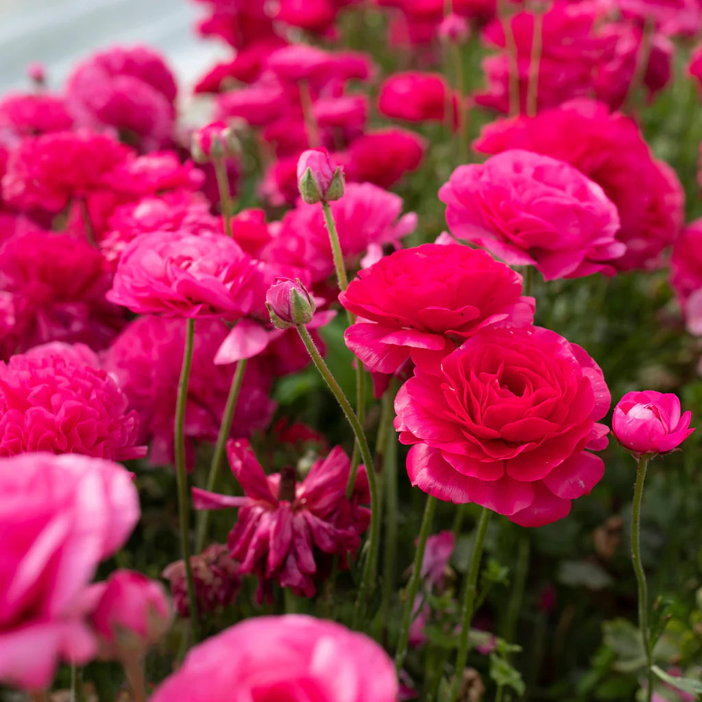 Ranunculus Seeds - Bonbon