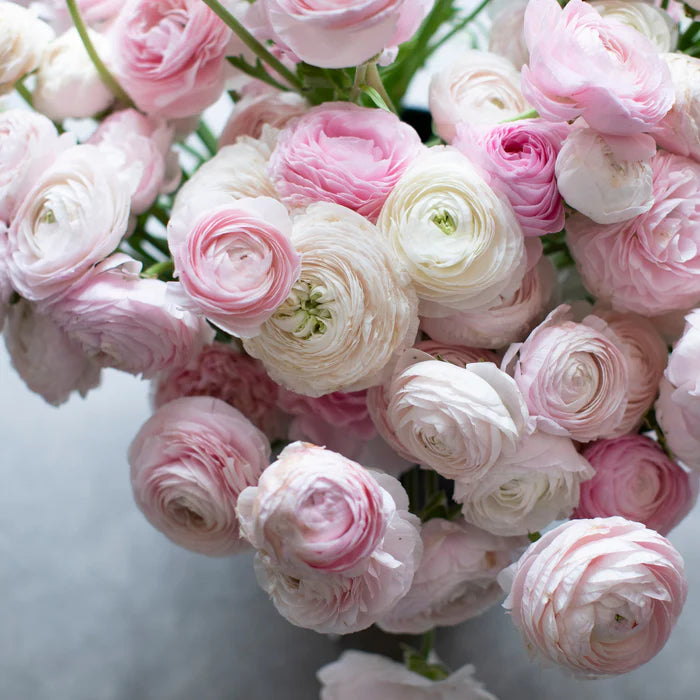 Ranunculus Seeds - Chamallow