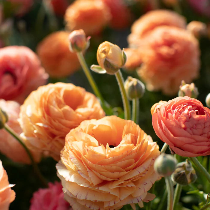 Ranunculus Seeds - Champagne