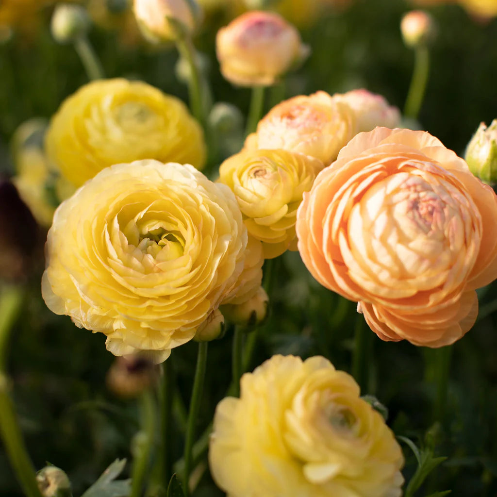 Ranunculus Seeds - Pastel Lemon