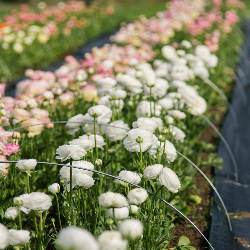 Ranunculus Seeds - White