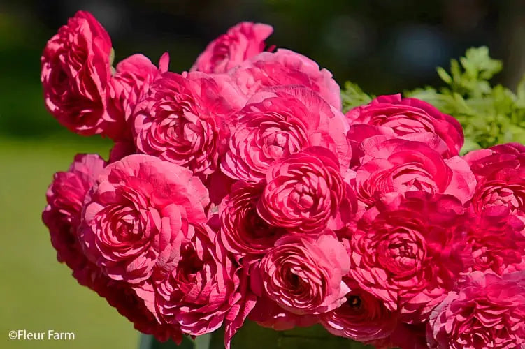 Ranunculus Seeds - Bonbon