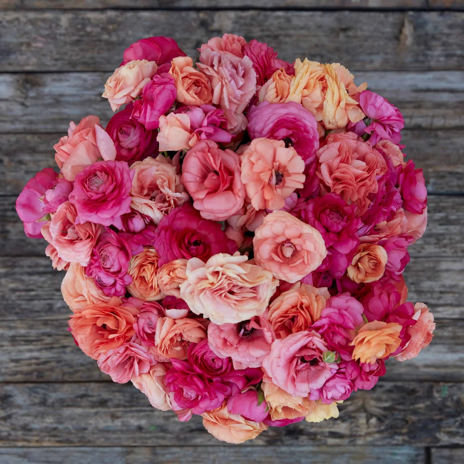 Ranunculus Seeds - Pink Chiffon Mix