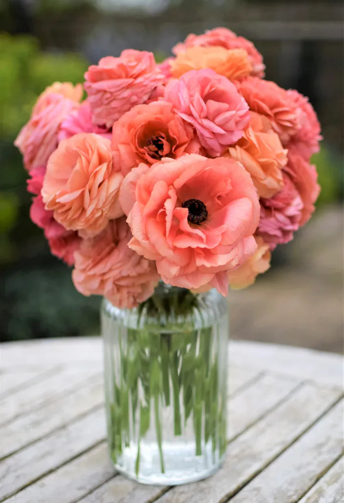 Ranunculus Seeds - Champagne