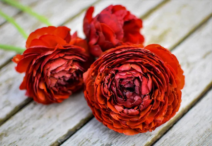 Ranunculus Seeds - Chocolate