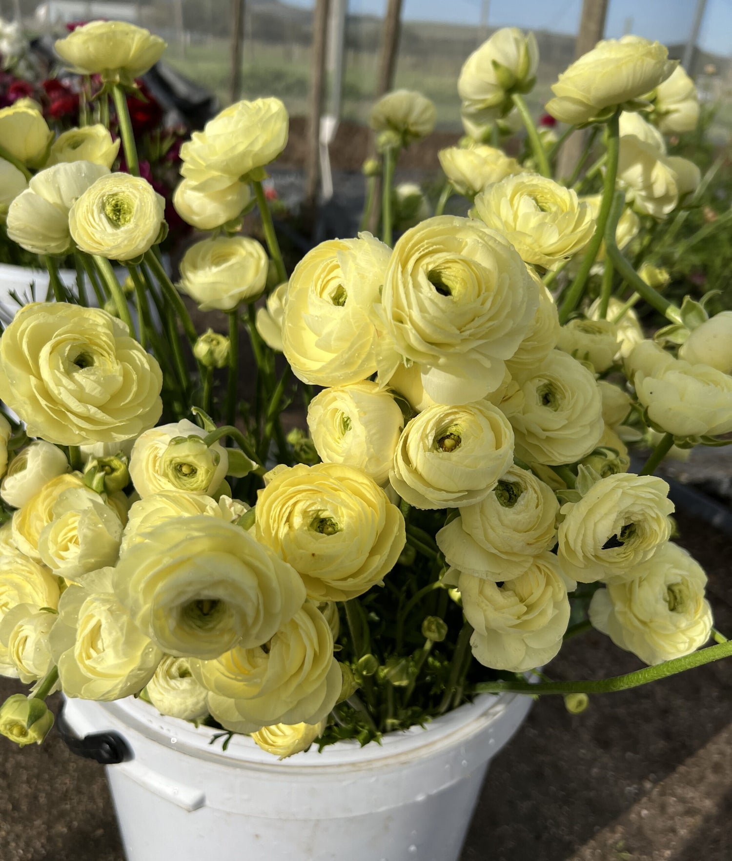 Ranunculus Seeds - Cream