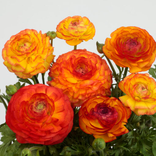 Ranunculus Bicolor Fire F1 Hybrid Imported heirloom non-gmo garden seeds