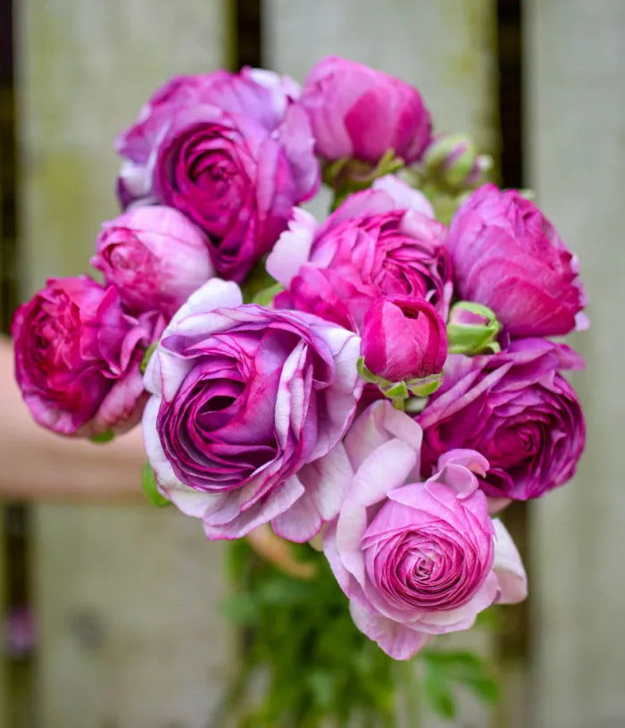 Ranunculus Seeds - Purple Jean