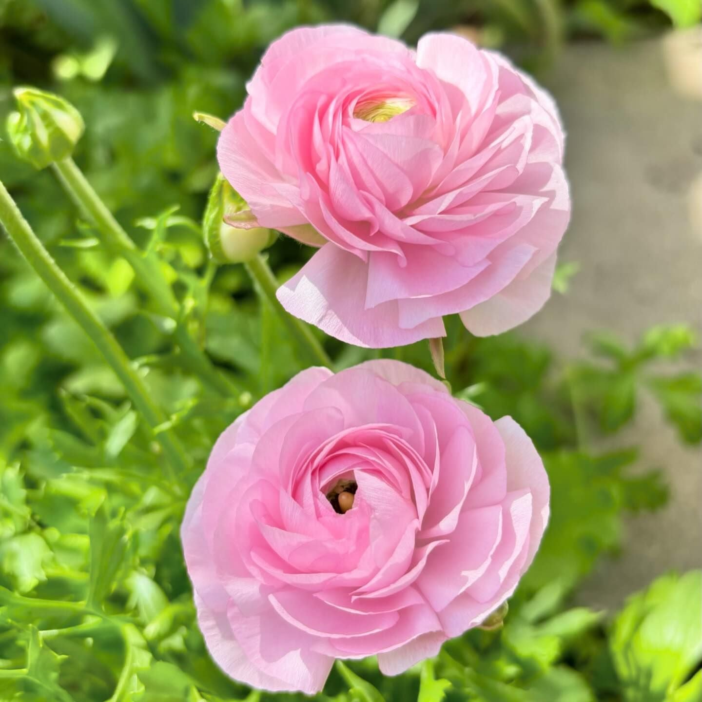 Ranunculus Seeds - Homecoming Mix