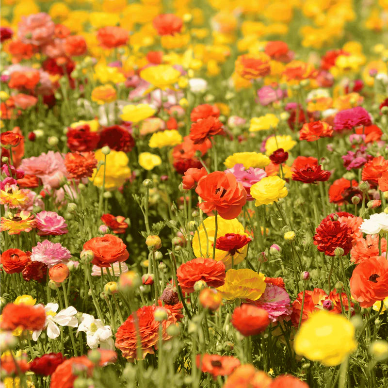 Ranunculus Seeds - Fire & Wine Mix