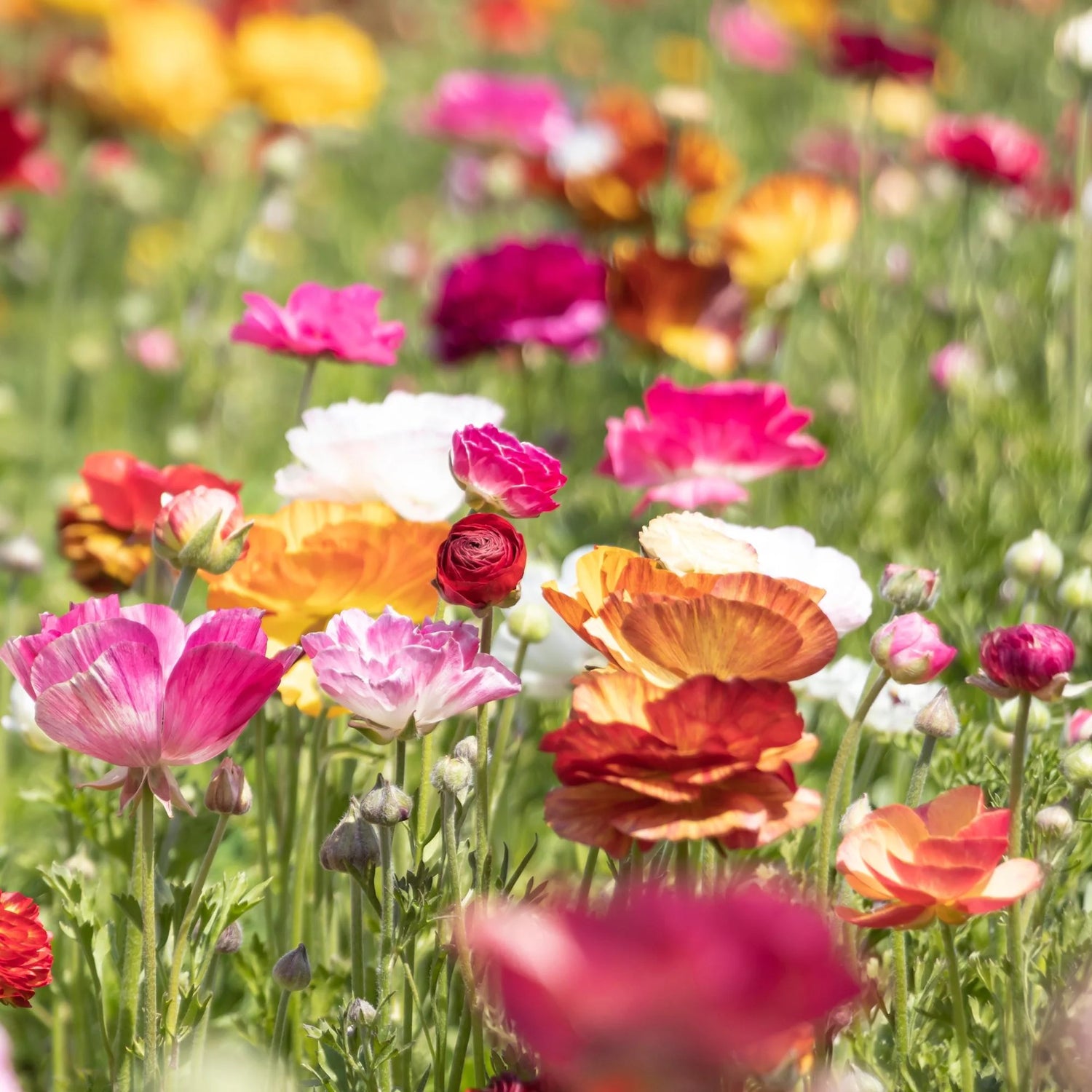 Ranunculus Seeds - Picotee Mix