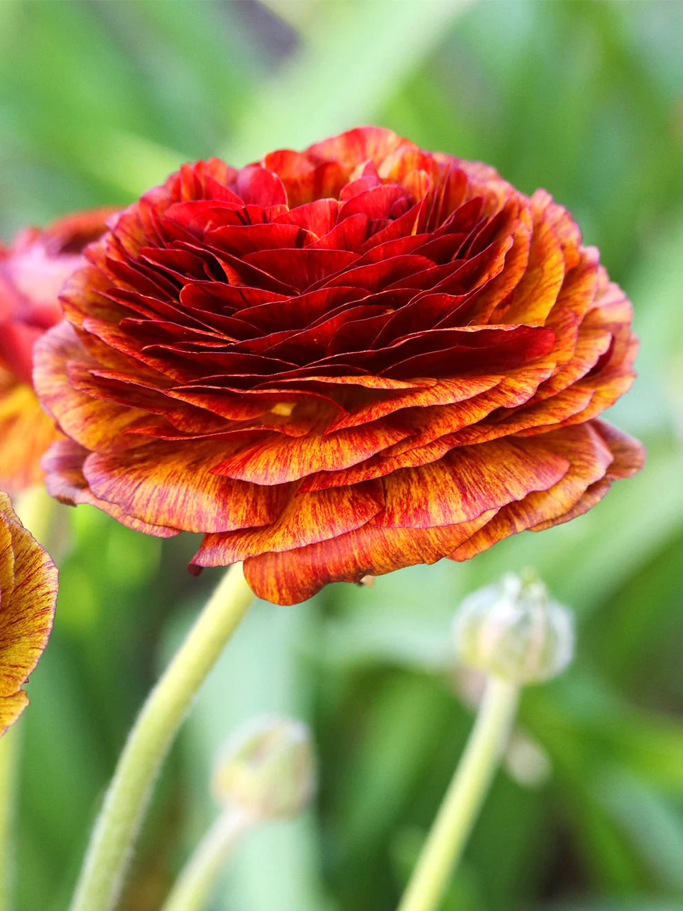 Ranunculus Seeds - Cafe