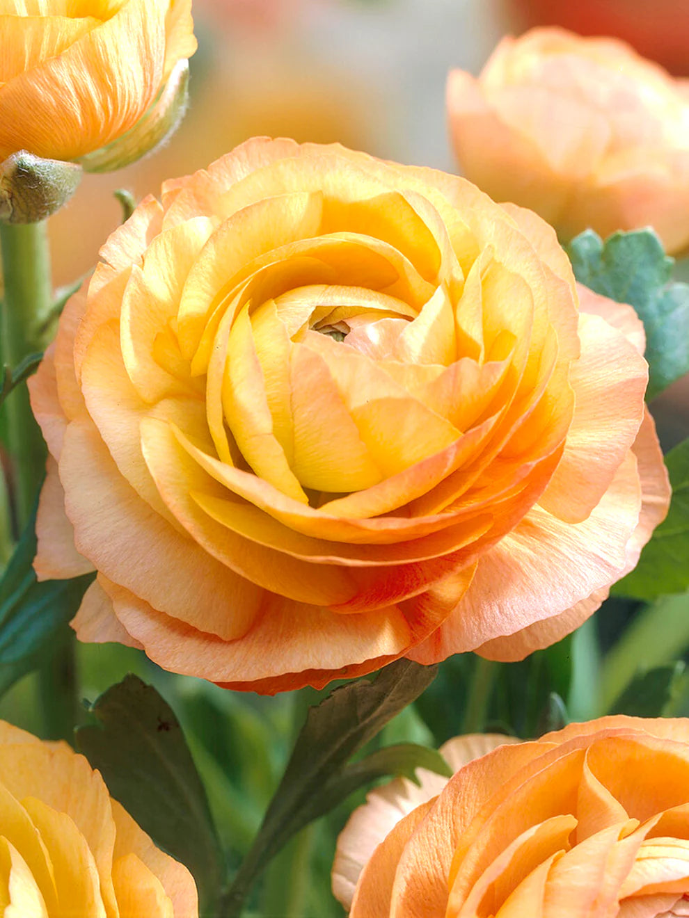 Ranunculus Seeds - Golden Mix