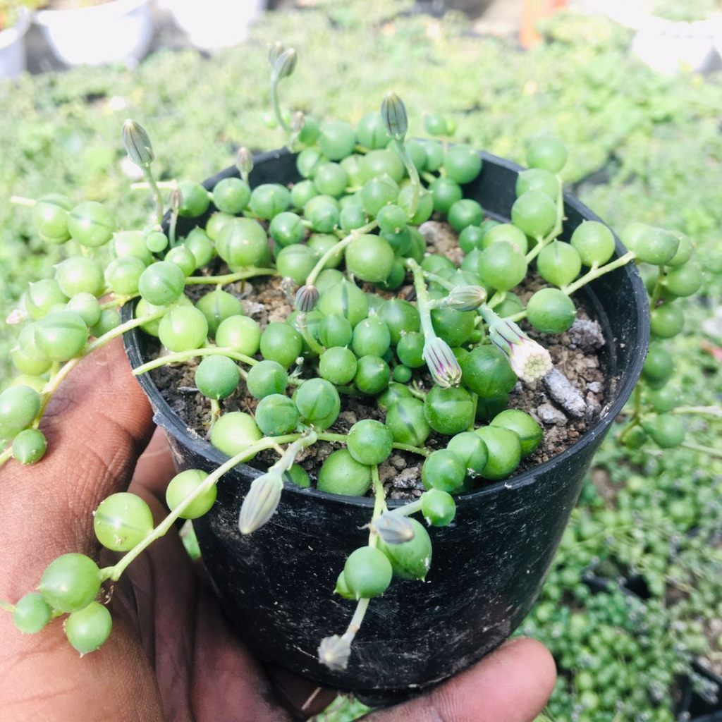 string of grapes succulent String of Pearls Seeds (Senecio)