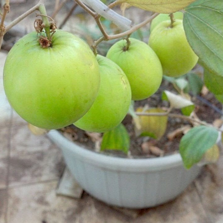 Rare heirloom Indian Jujube seeds Non GMO for planting