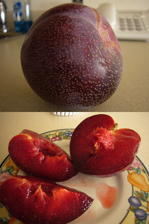 Plumcot (Prunus domestica × Prunus armeniaca) – Delicious Plum Apricot Hybrid Fruit