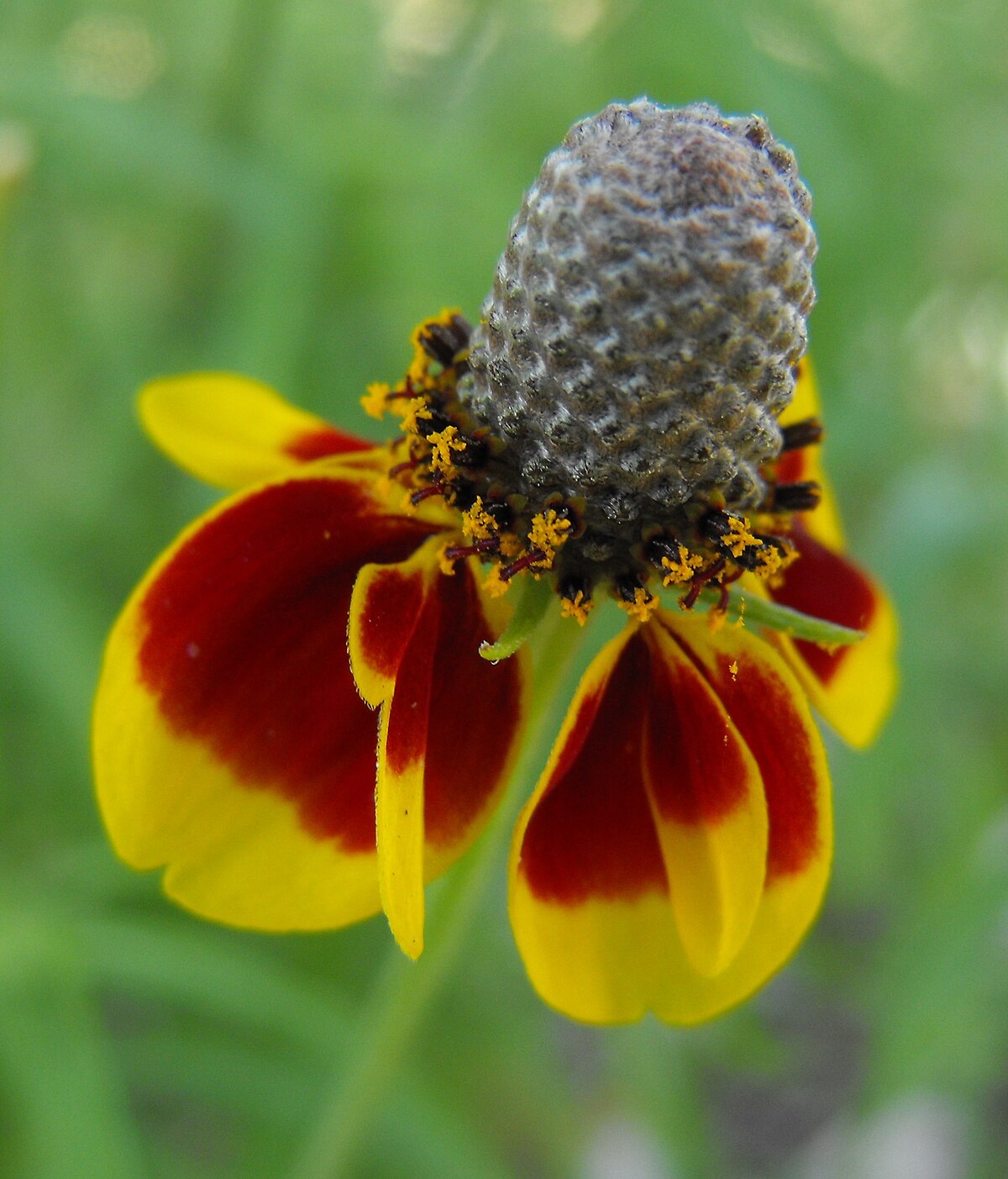 Mexican Hat Seeds