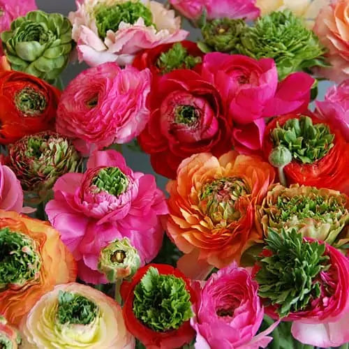 Ranunculus Seeds - Super Green Mix